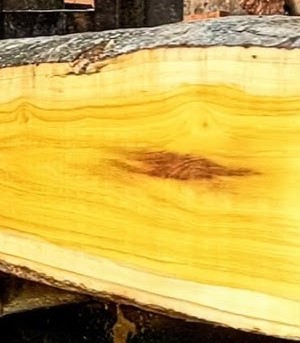 Jackfruit Wood Supplier in india Jackfruit wood exporter india Fanas wood supplier in india.