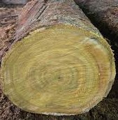 Jackfruit wood supplier in india