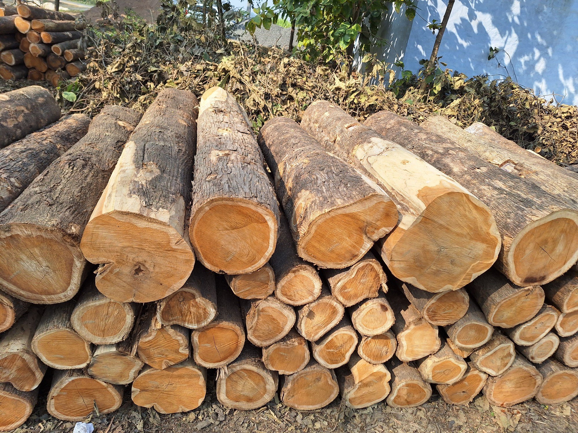 Teak Wood Supplier In India Sagwan Supplier in india
